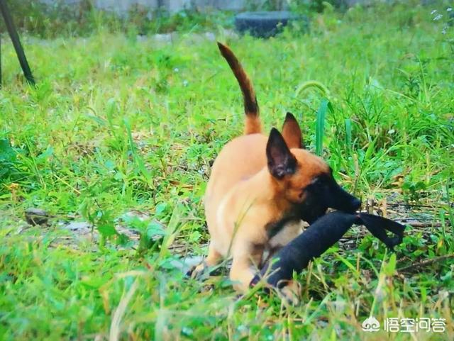 想买一条马犬,这狗好不好养？