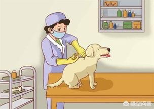 小区狗叫扰民温馨提示:小区里的一只狗从早到晚的叫，遇到这种情况该怎么办？