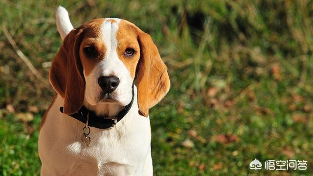 圣伯纳德犬还有多少只:世界上作为搜救犬的狗狗有哪些？ 圣伯纳德犬什么时候能长大