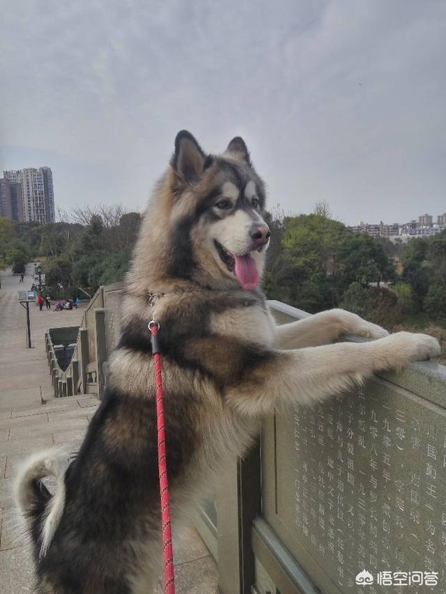 宠物地带美卡犬:阿拉斯加犬好养吗？幼犬大概多少钱一只？