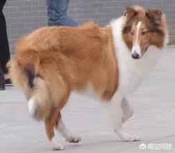 中国导盲犬品种:正在服役的军犬是什么品种？