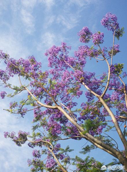 福建漳州江西移植蓝花楹报价单:蓝花楹什么时候落叶？落叶时间长吗？