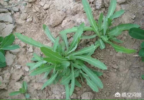 这种野菜有什么功效？