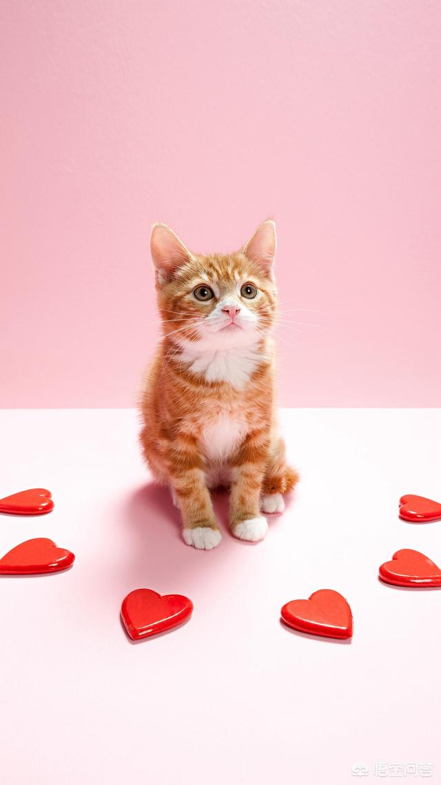 家猫多久能适应新主人:猫多长时间可以认识主人？ 成年猫咪到新家一般几天能适应