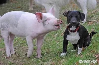 缉毒犬 训练:缉毒犬训练 今后，我们将如何与动物相处？孩子们还能去动物园吗？
