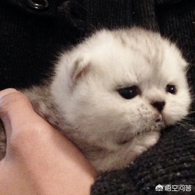 一只没有骨头的小猫咪:一个月大的小猫不吃东西，而且走路根本站不稳，该怎么办？
