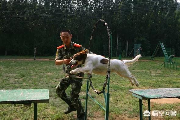 缉毒犬拉布拉多图片:猪能够通过培训成为比狗狗更专业的缉毒者吗？