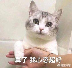 地带短脚猫:世界上最好看的猫是什么猫？