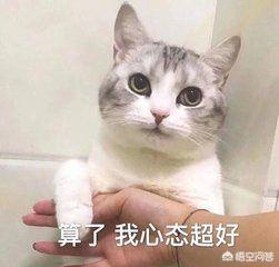 猫咪恨主人的十种表现湖北按摩:猫总用屁股对着主人的脸，是什么原因？