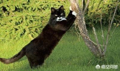 地带短脚猫:世界上最好看的猫是什么猫？