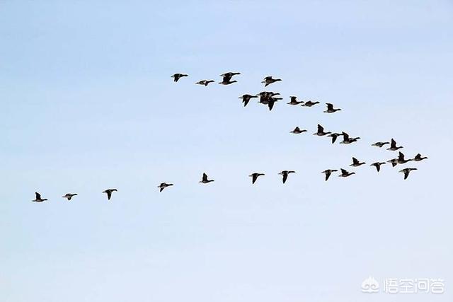 人字形候鸟有哪些:候鸟为何v字形排列 为什么大雁总是排成人字形或大字形飞呢？