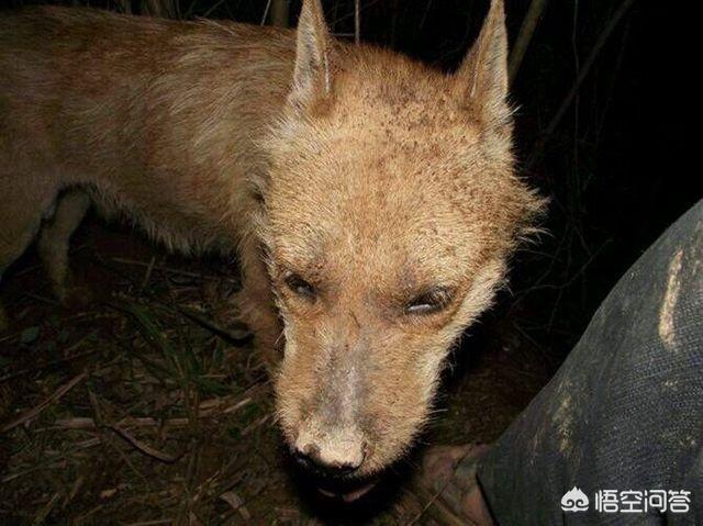 猎犬野狼实战:猎人打野猪有什么经验和技巧？