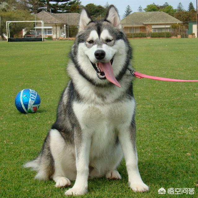 阿拉斯加犬跟哈士奇哪个好:我老是分不清二哈和阿拉斯加，这两只有什么不同呢？