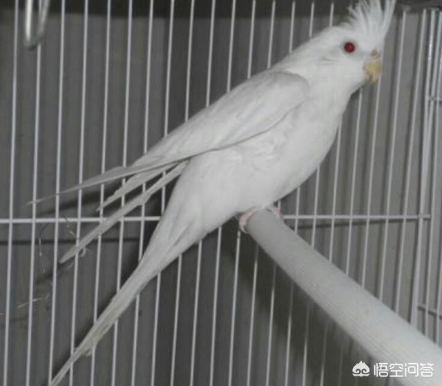 横斑鹦鹉多少钱:横斑鹦鹉犯法吗 横斑鹦鹉好养吗，横斑鹦鹉饲养需要注意事项？