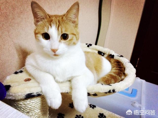 想养猫,新手养什么种类的猫合适,需要注意些什么？