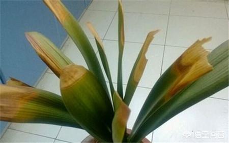 君子兰叶子发黄图片:一君子兰花叶发黄是什么原因？