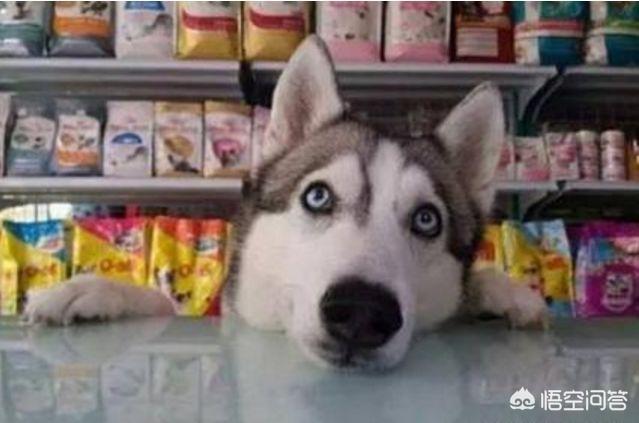 牵犬师视频:沈阳女子牵爱犬进超市，结果狗狗在地上大小便，你怎么看？