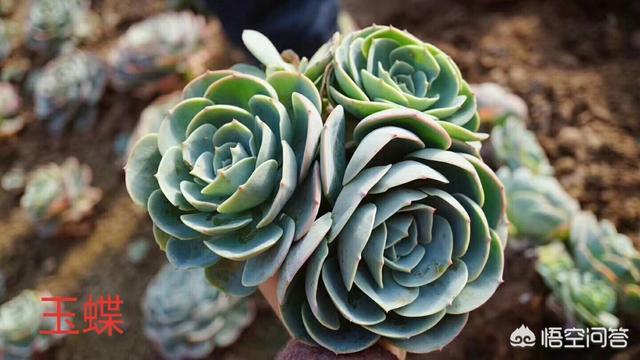 头条问答 多肉开花 剪了花剑后 现在叶片黄了 变黄的叶子要修掉吗 1个回答