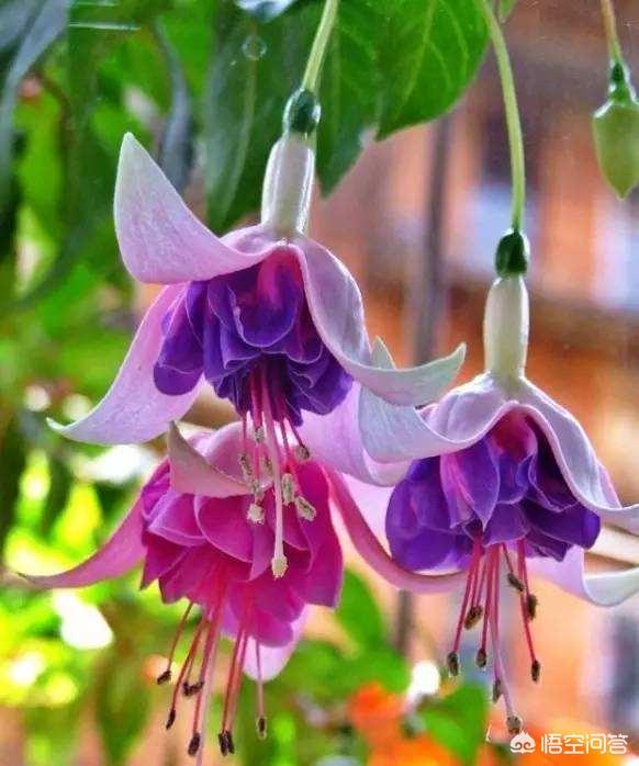 头条问答 有哪些花的名字很美花也很美 3个回答