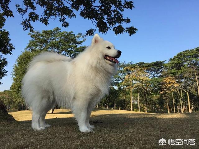 萨摩犬图片大全:萨摩耶犬和阿拉斯加犬，你会选择养哪个？
