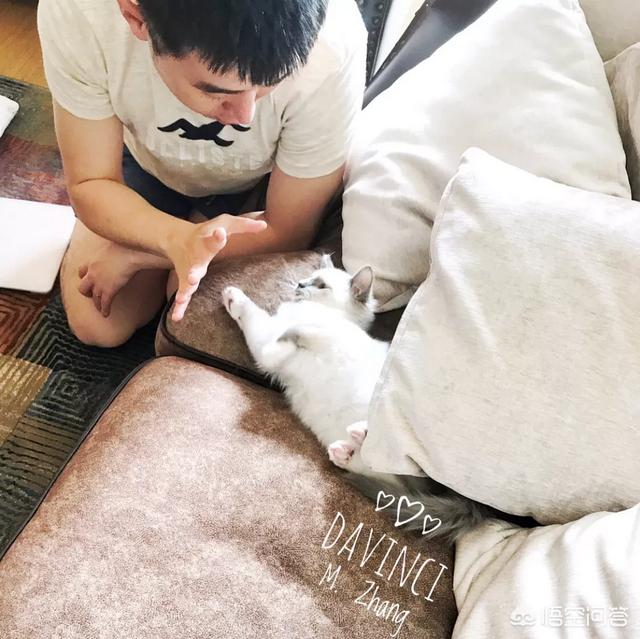 许喵喵mickey:你家猫咪什么时候最黏人黏人的表现是什么