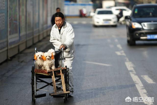 小狗被染成皮卡丘:河南偏瘫老人与狗相伴十年，常用轮椅推小狗洗澡，你怎么看？