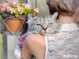 美女抱宠物猫图片大全:为什么有些猫妈妈喜欢把小猫塞到主人的怀里？ 宠物猫图片可爱大全