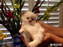 亚豹猫图片:为什么有些猫妈妈喜欢把小猫塞到主人的怀里？