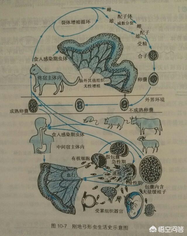 犬钩虫病传染人吗:狗的唾液会不会有传染病？