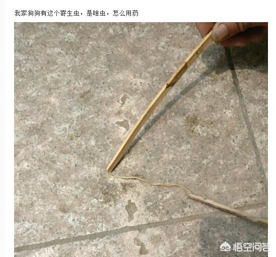 犬钩虫病传染人吗:狗的唾液会不会有传染病？