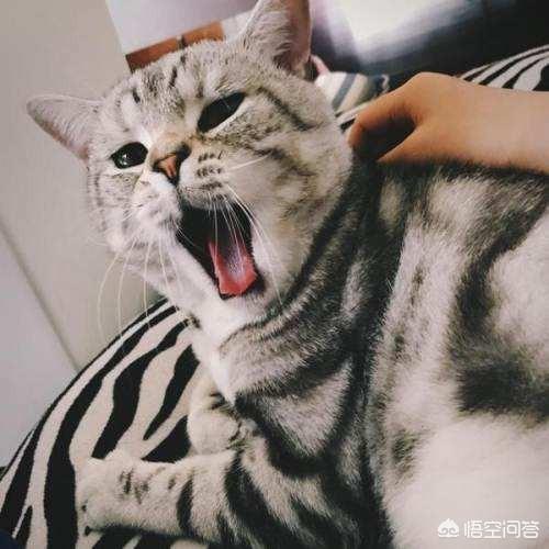 养一只电子宠物猫吧:请高人指点养宠物猫挣点小钱，市场怎么样？