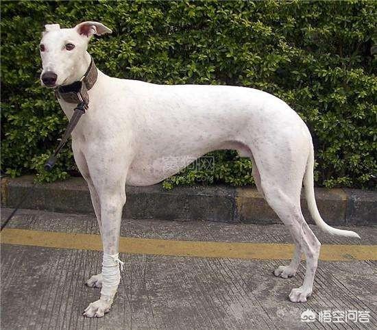 头条问答 - 世界上什么狗跑的最快?(63个回答)