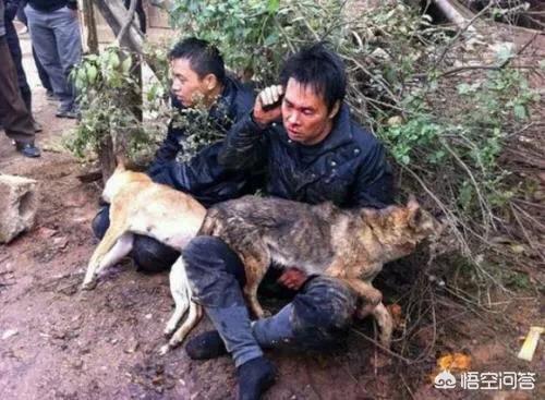 霍邱偷狗贼:偷狗贼持着毒弩射你的狗，你会怎么办？
