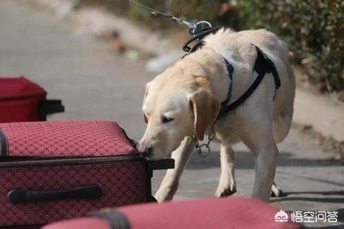 小缉毒犬:为什么有警犬而没有警猫？猫成了警猫后会怎样？