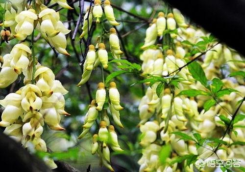 禾雀花:禾雀花有没有认识，有什么价值？