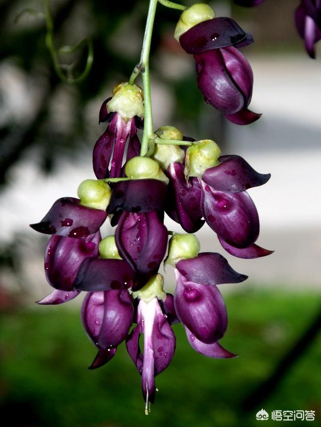 禾雀花:禾雀花有没有认识，有什么价值？