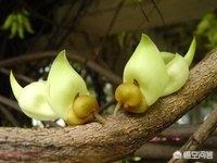 禾雀花:禾雀花有没有认识，有什么价值？