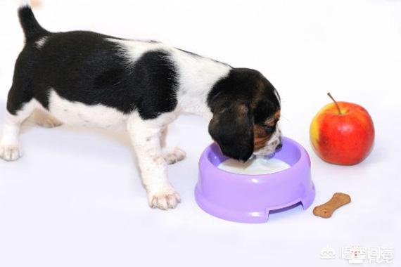 罗威拿犬容易生病吗:主人在什么情况下给狗狗洗澡容易让它生病？
