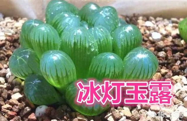 冰灯玉露价格:如何养殖多肉植物中的冰灯玉露？