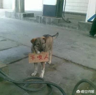 寒冬之咬:狗狗为什么每次看到某个人，就追着咬呢？
