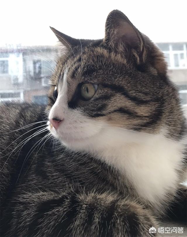 想养一只温顺的猫咪,哪个品种好？