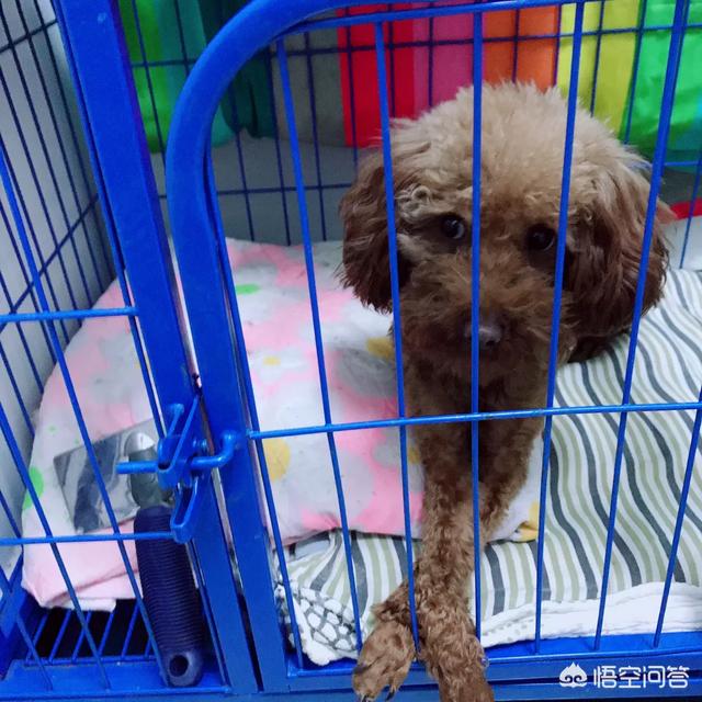 泰迪狗训练大小便:泰迪狗4个月了，现在还没有养成定点大小便的习惯怎么办？