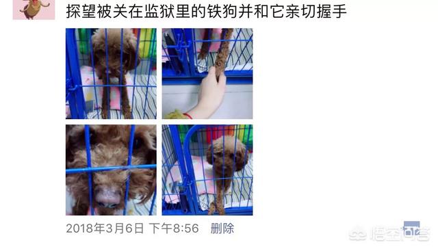 泰迪狗训练大小便:泰迪狗4个月了，现在还没有养成定点大小便的习惯怎么办？