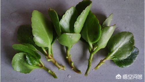 长寿花的繁殖方法:长寿花的繁殖方法和时间 长寿花剪下来可以直接插在土里吗？