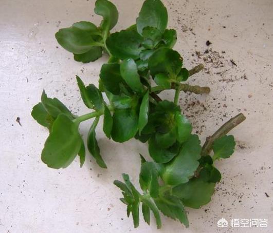 长寿花的繁殖方法:长寿花的繁殖方法和时间 长寿花剪下来可以直接插在土里吗？