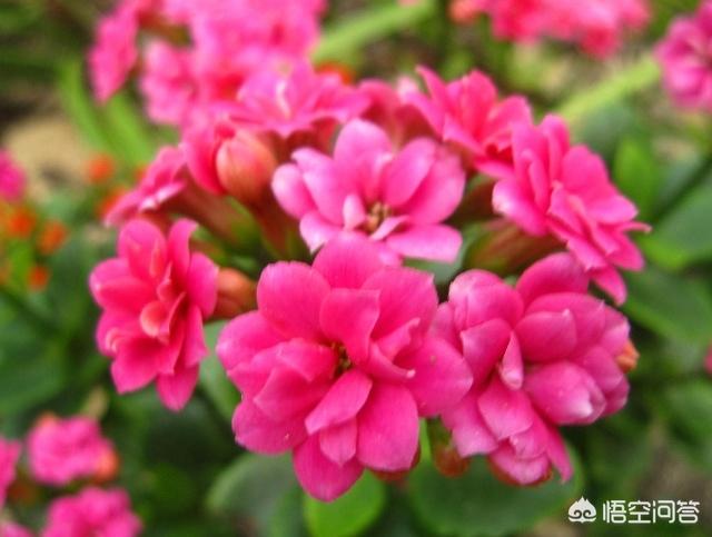 长寿花的繁殖方法:长寿花的繁殖方法和时间 长寿花剪下来可以直接插在土里吗？
