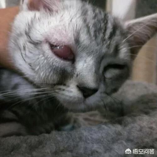 猫咪角膜炎用什么眼药水效果好:角膜炎用什么眼药水最好 猫咪的眼睛有问题该怎么办？