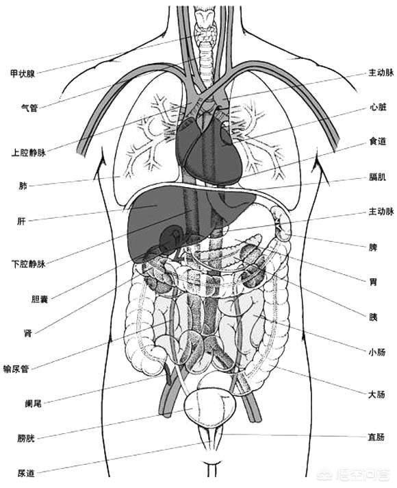 腹部和小腹的位置图片图片