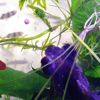 鱼缸水浑浊怎么处理:鱼缸观赏鱼水混浊后该怎样挽救呢？