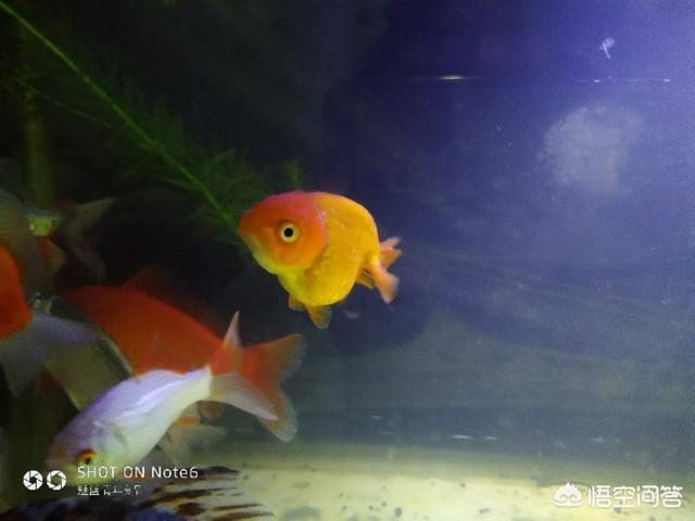 鱼缸水浑浊怎么处理:鱼缸观赏鱼水混浊后该怎样挽救呢？